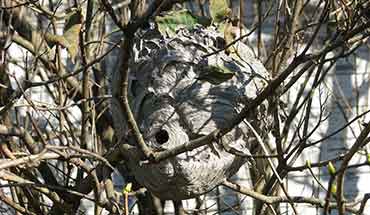 destruction de nid de guêpes en savoie