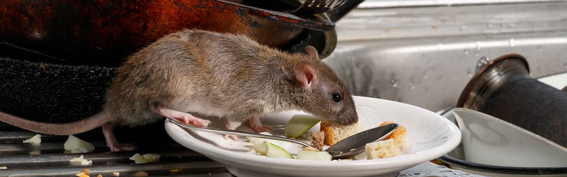 Se débarrasser des rongeurs sans les tuer